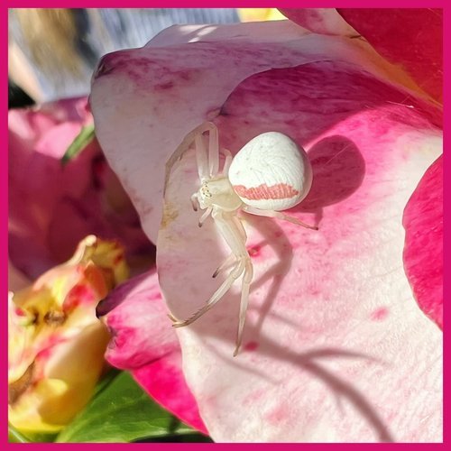 Goldenrod Crab Spider