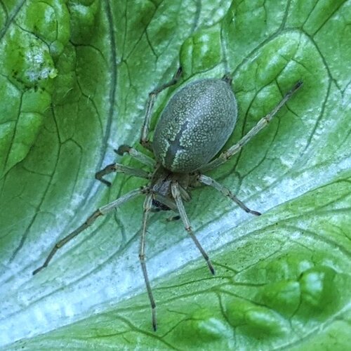 Long-legged Sac Spider