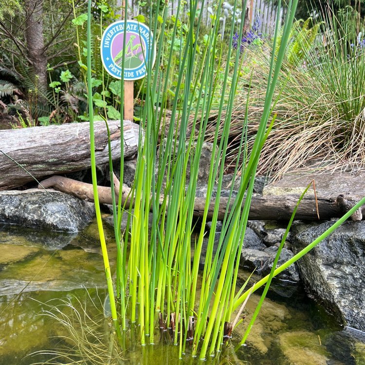 Hardstem Bullrush (Scirpus acutus)