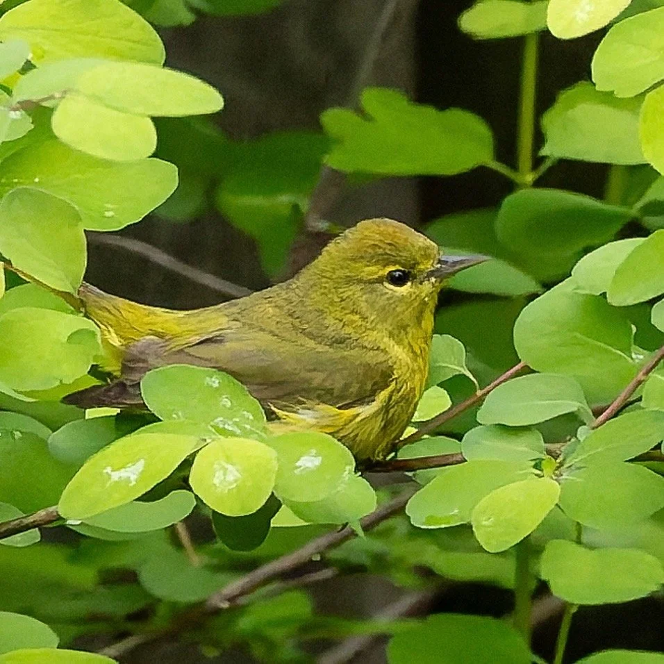 Orange-crowned Warbler [VR]