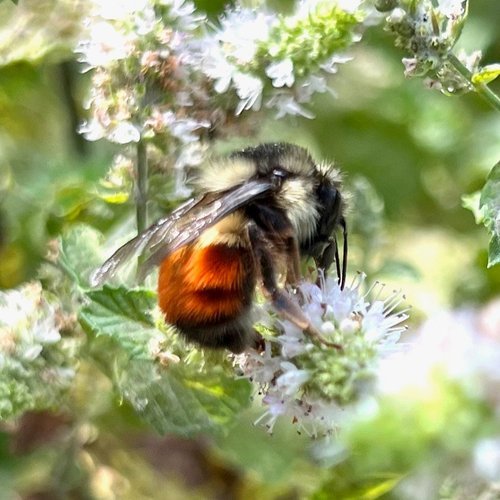 Black-tailed Bumble Bee (Bombus melanopygus)