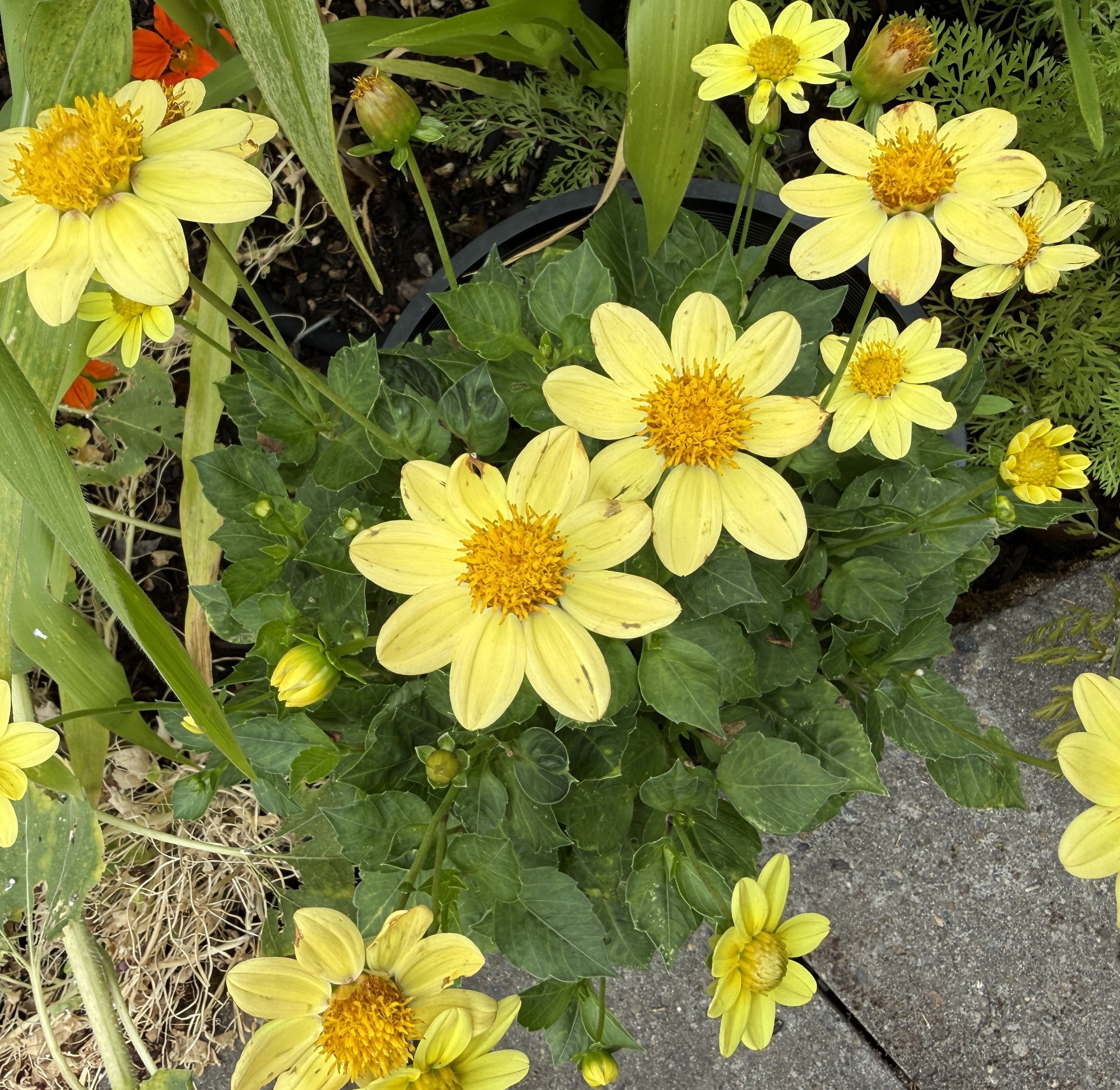 Baby Yellow