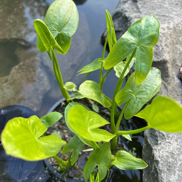 Wapato (Sagittaria latifolia)