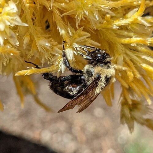 Brown-belted Bumble Bee (Bombus griseocollis)