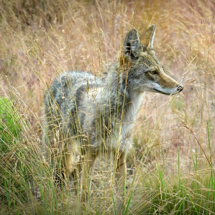 Coyote *** PLACEHOLDER