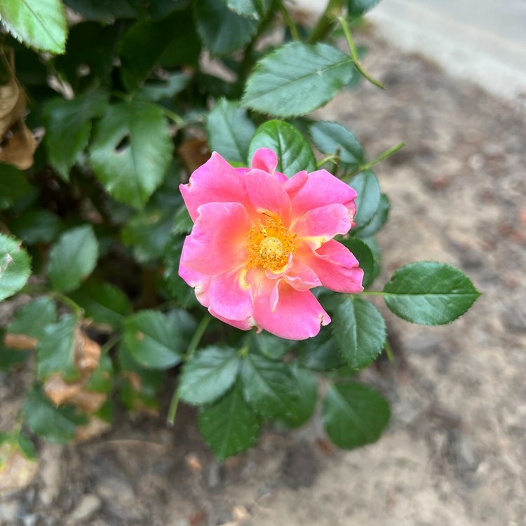 Polynesian Punch (floribunda - 2016)