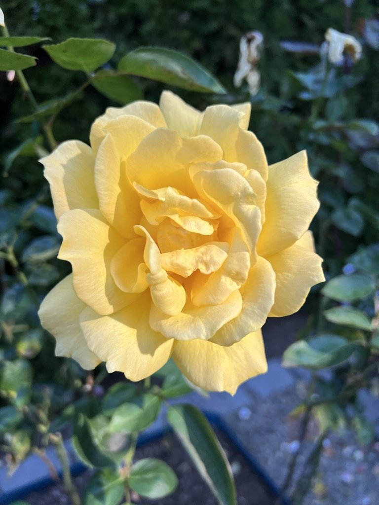 Oregold (hybrid tea - 1975)