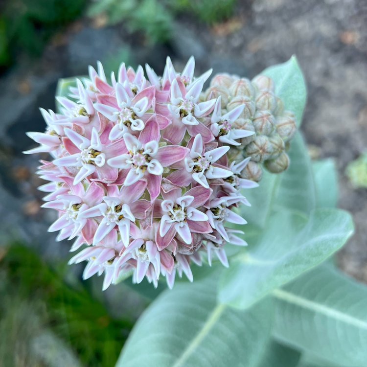 Showy Milkweed (Asclepias speciosa)