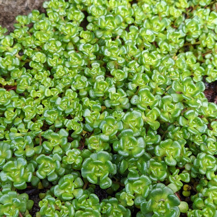 Oregon Stonecrop (Sedum oreganum)