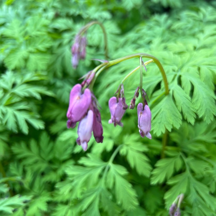 Pacific Bleeding Heart (Dicentra formosa)