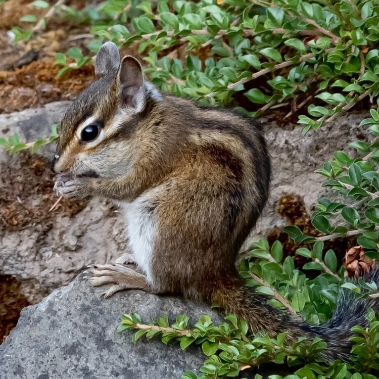 Townsend’s Chipmunk (N)