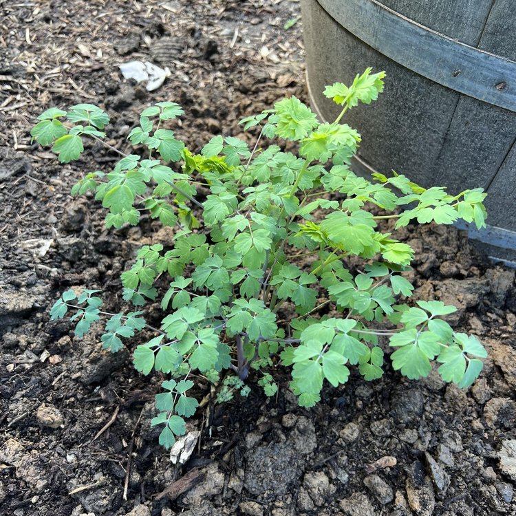 Tall Western Meadow Rue (Thalictrum polycarpum)