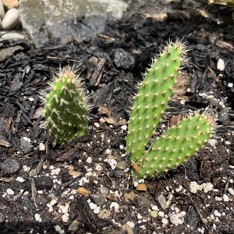 Little Prickly Pear (Opuntia fragilis)