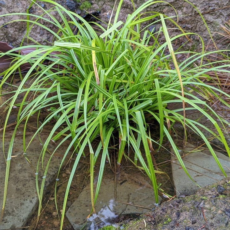 Sawbeak Sedge (Carex stipata)
