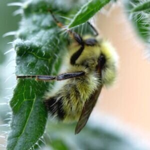 Yellow-Fronted Bumble Bee (Bombus flavifrons)