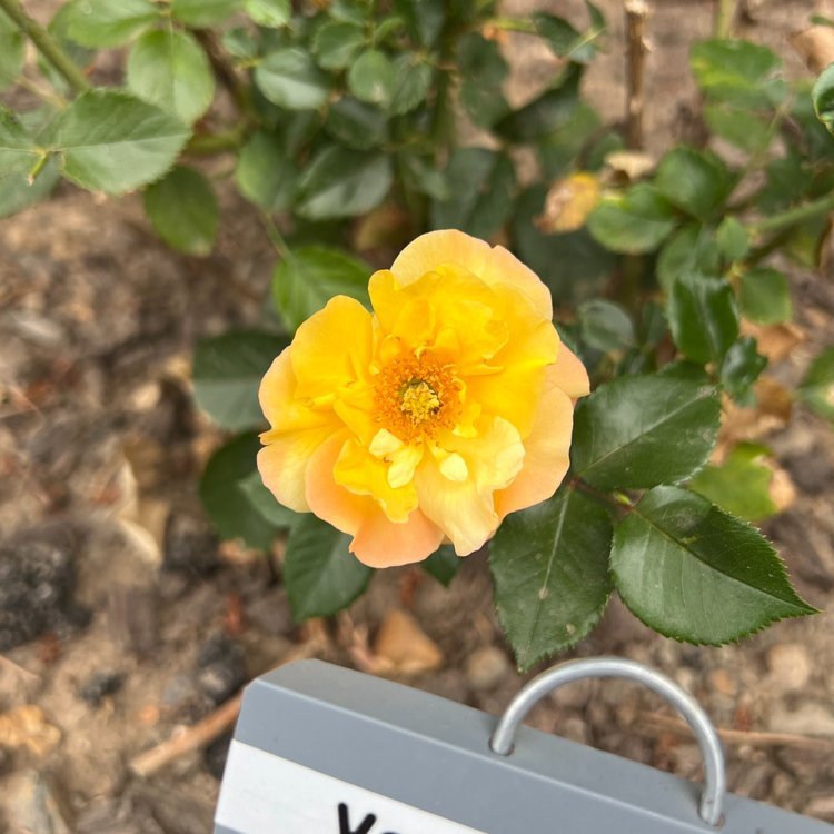 Veranda Fiesta (floribunda - 2020)