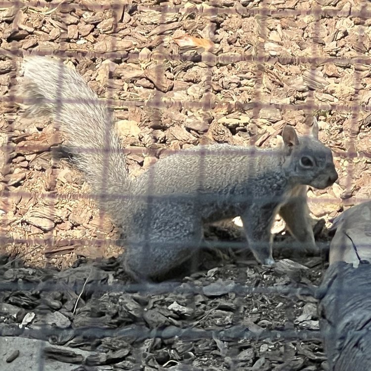 Western Gray Squirrel (N)
