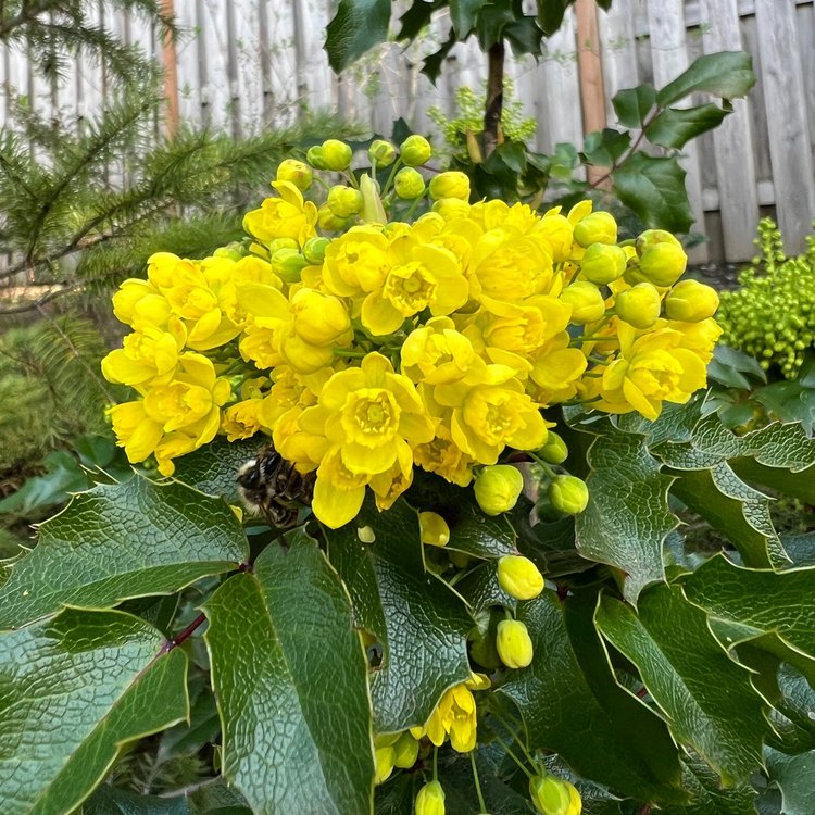 Tall Oregon Grape (Mahonia aquifolium)