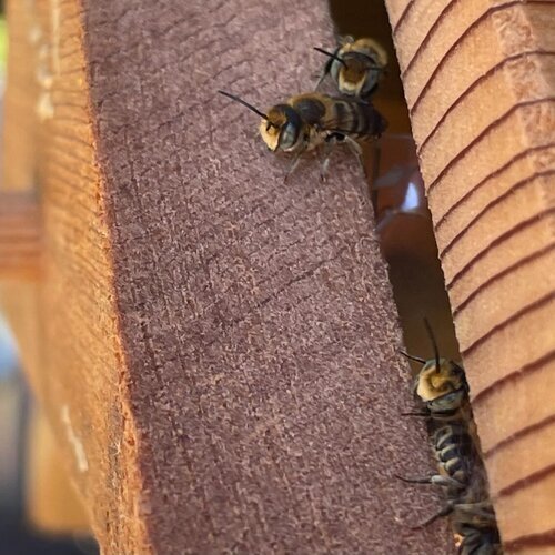 Leafcutter Bee