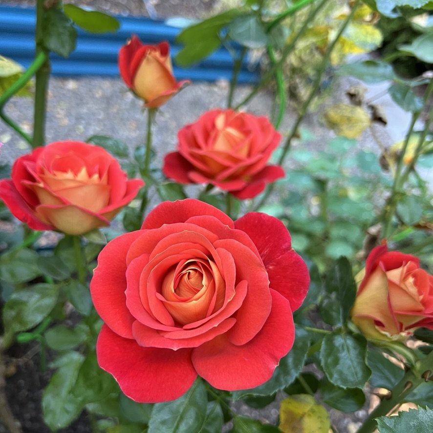 Burst of Joy (floribunda - 2020)