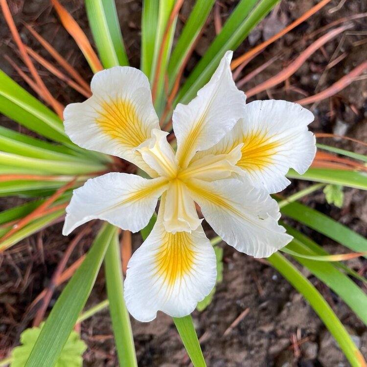 Oregon Iris (Iris tenax) - rare white!
