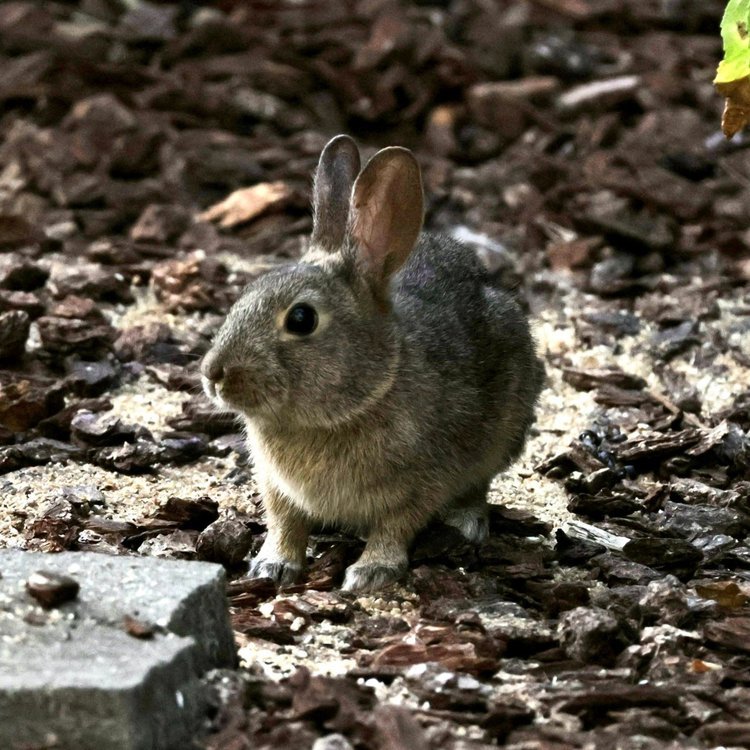 Brush Rabbit (N)