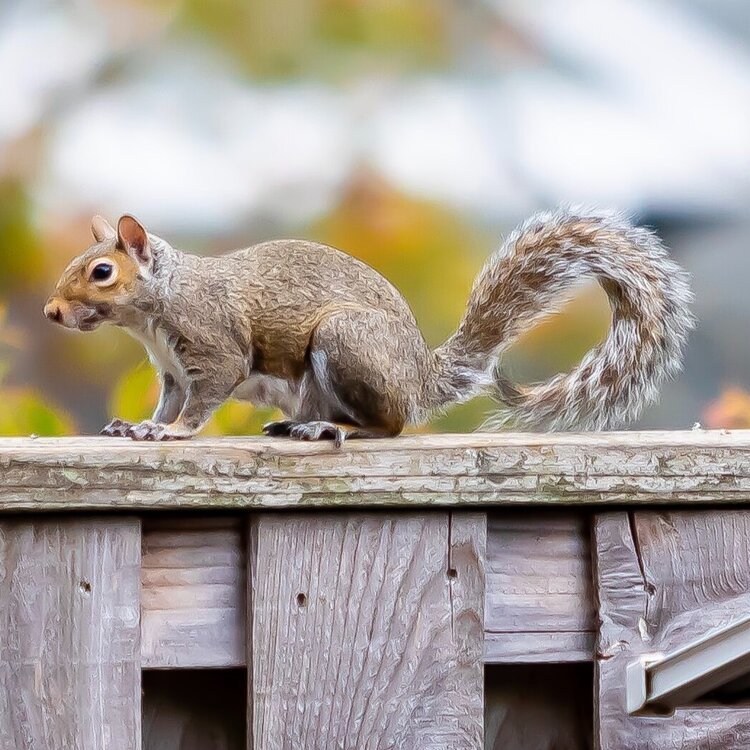 Eastern Gray Squirrel