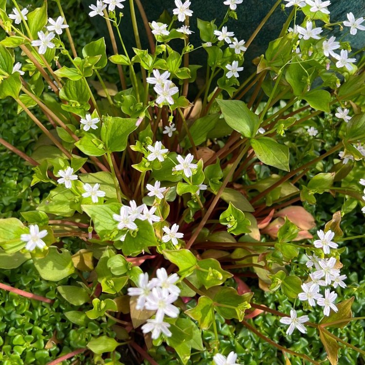 Candy Flower (Claytonia sibirica)