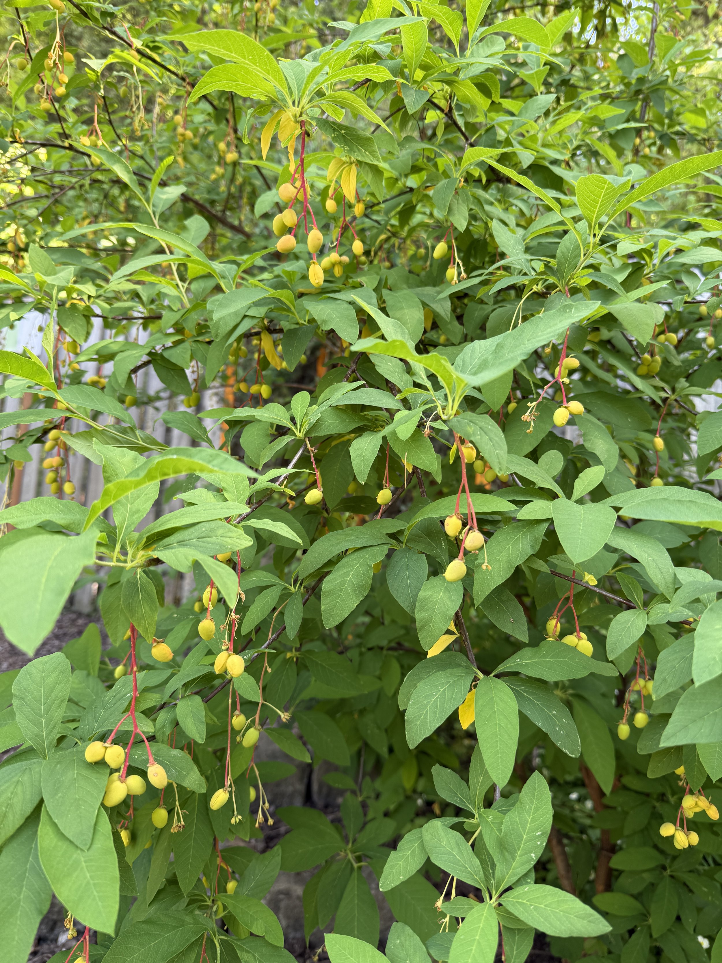 Osoberry (Osmaronia cerasiformis)