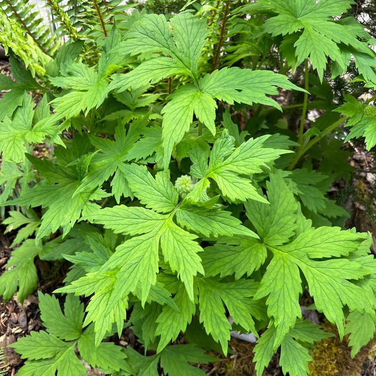Pacific Waterleaf (Hydrophyllum tenuipes)