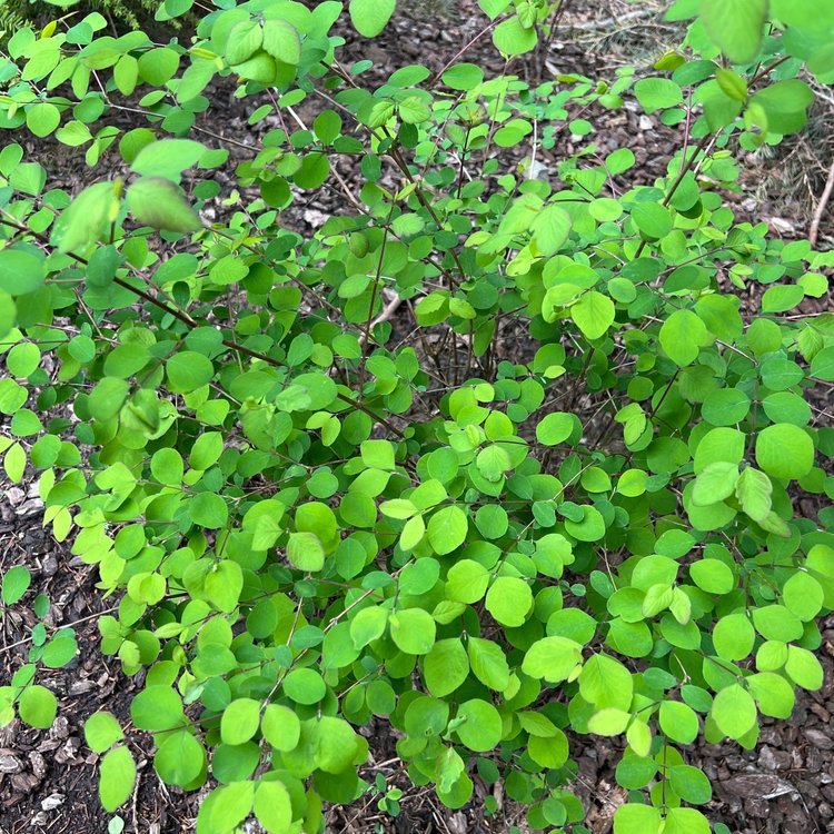 Snowberry (Symphoricarpos albus)