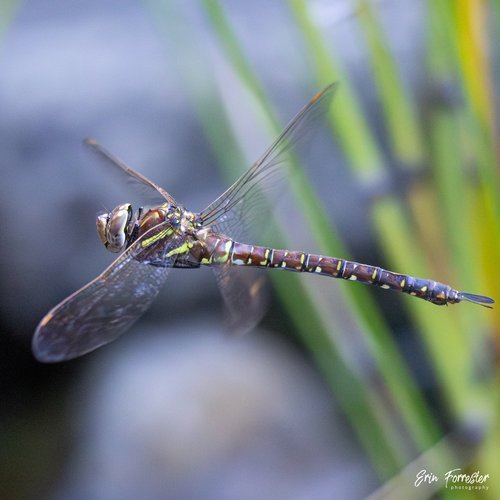 Shadow Darner