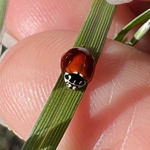 Western Polished Lady Beetle (native!)