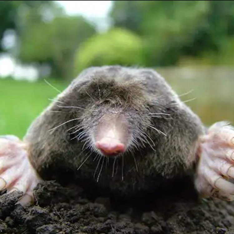 Townsend’s Mole (N) *** PLACEHOLDER