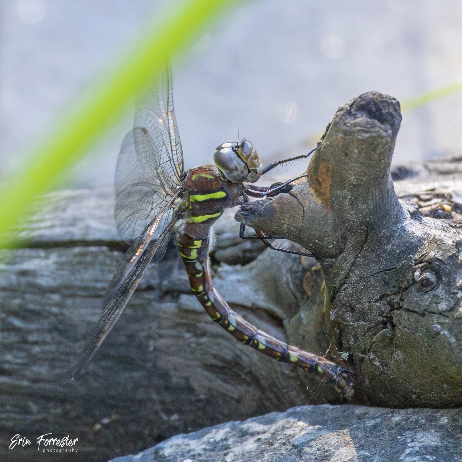 Our Pond &amp; Dragonfly Nursery