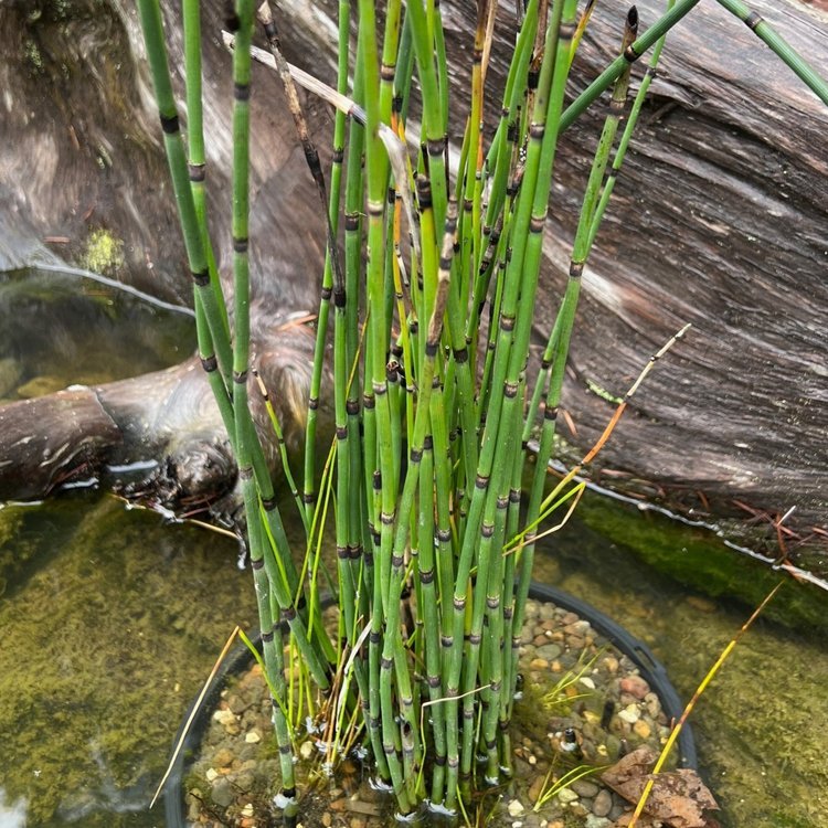 Horsetail (or Scouring-rush) (Equisetum hyemale v. robustum)