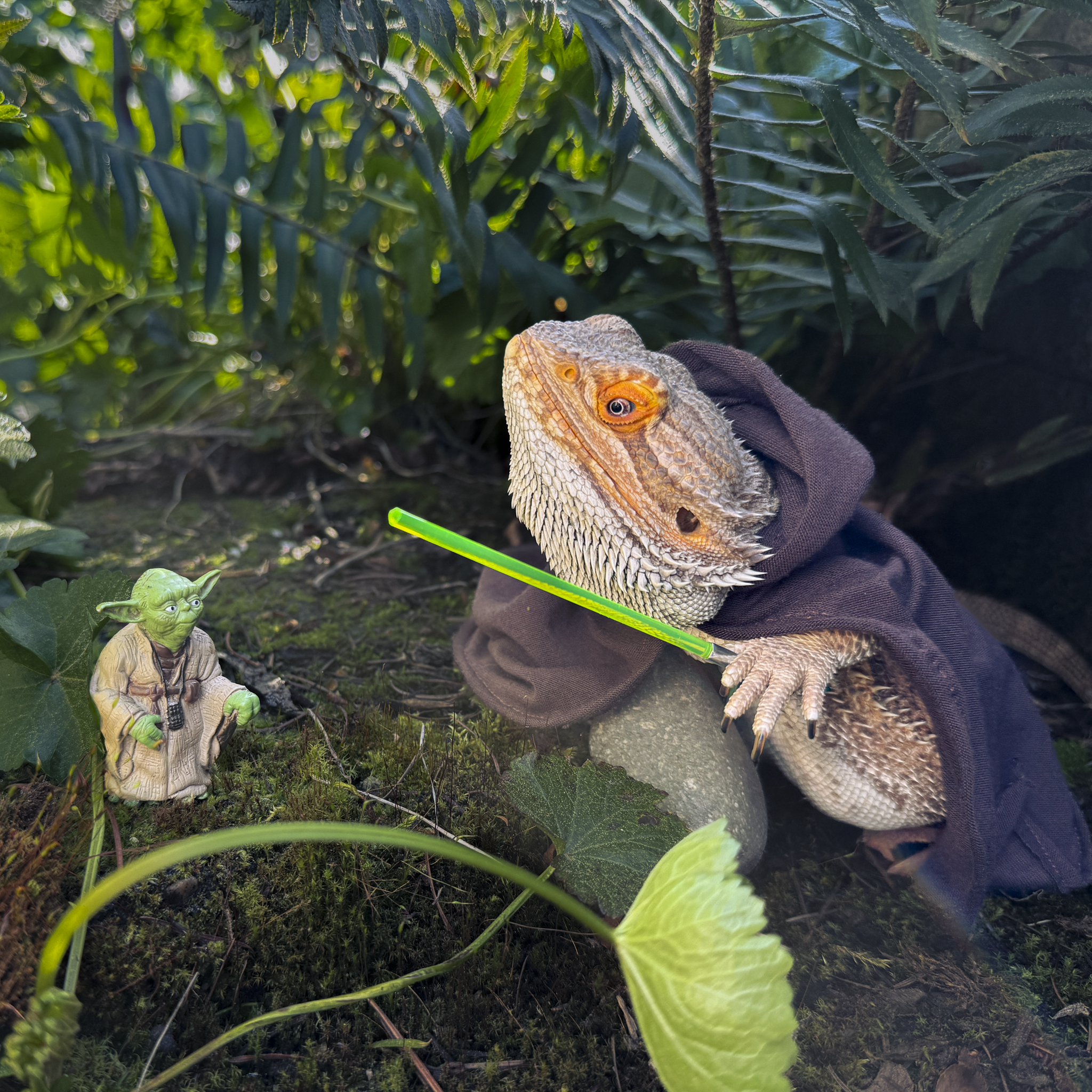 Patient, a lizard must be.