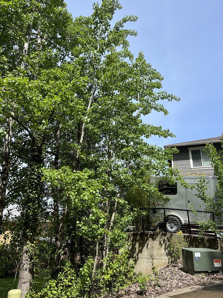 Quaking Aspen (Populus tremuloides)