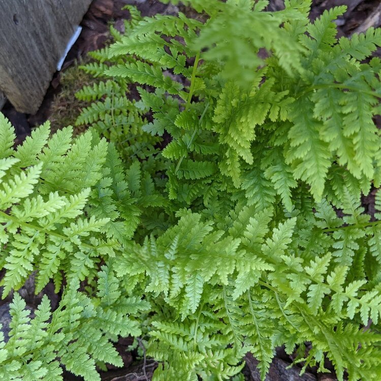 Lady Fern (Athyrium filix-femina)