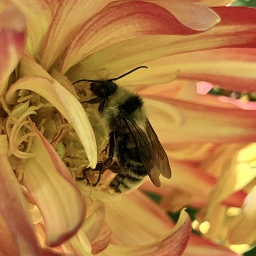 California Bumble Bee (Bombus californicus)