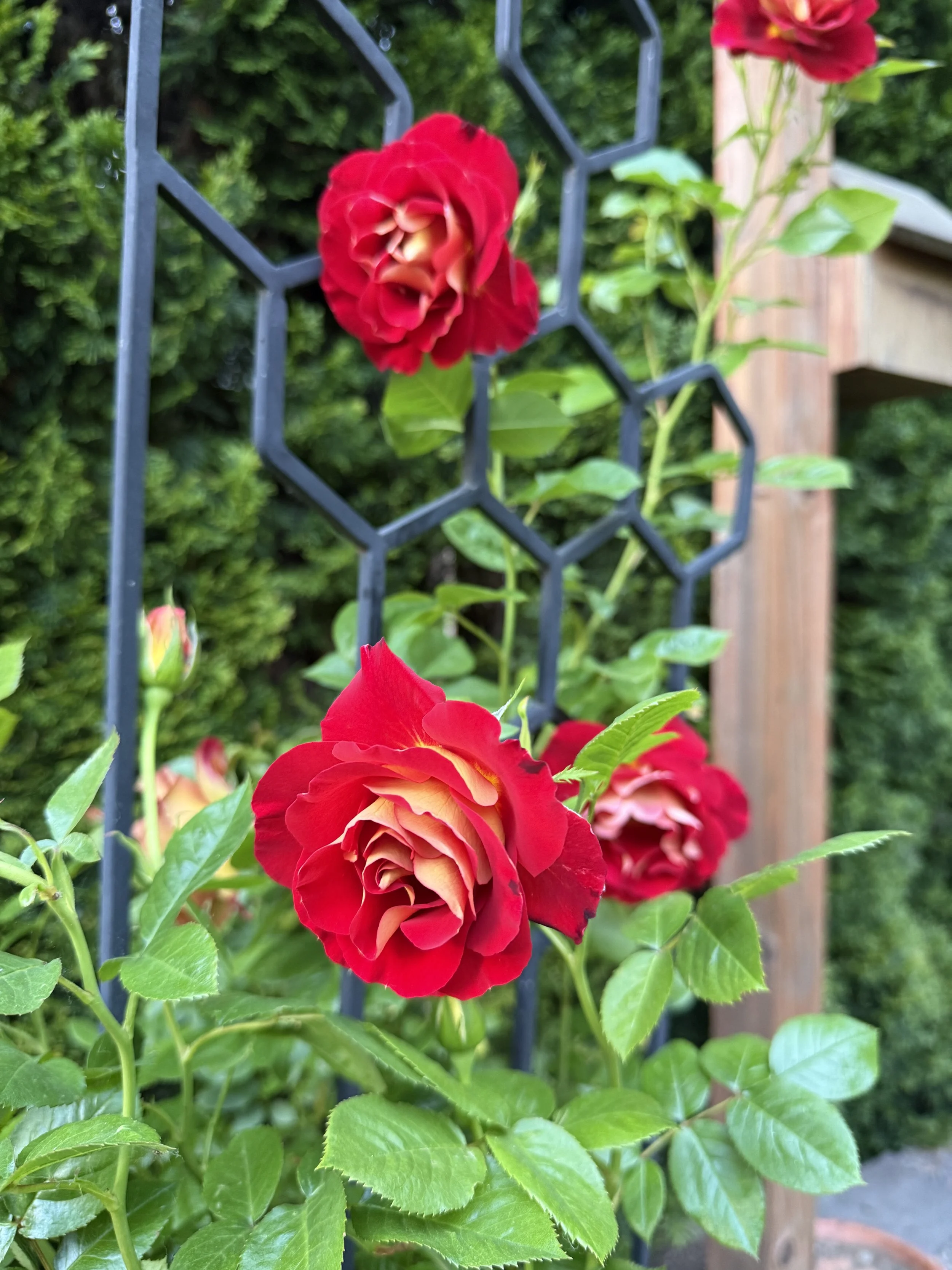 IMG_4547.jpeg