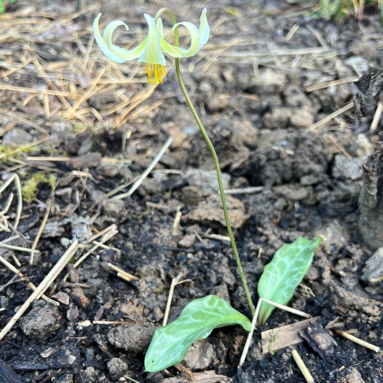 Oregon Giant White Fawn Lily (Erythronium oregonum)