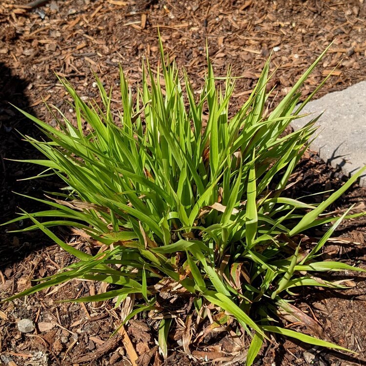 Small-flowered Wood Rush (Luzula parviflora)