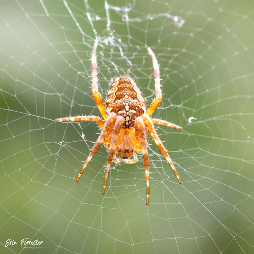 Cross Orbweaver