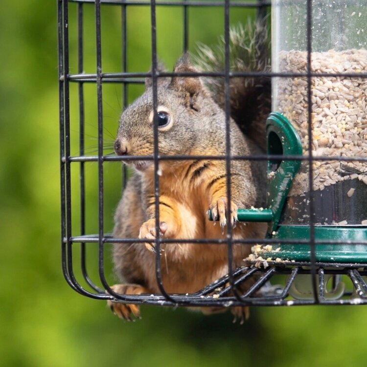 Douglas Squirrel (N)