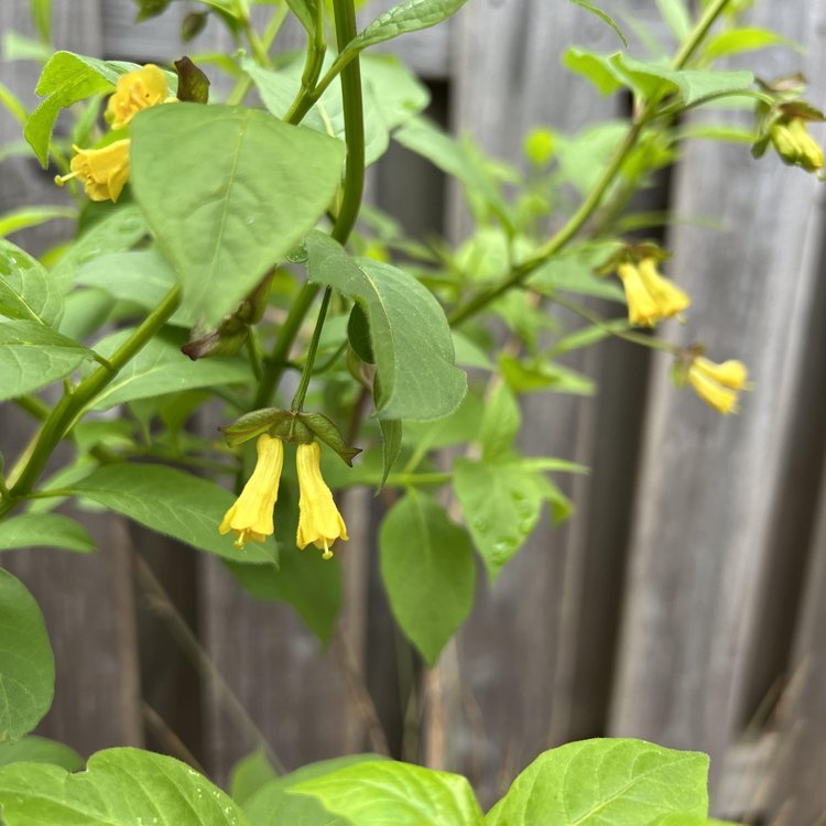Black Twinberry (Lonicera involucrata)