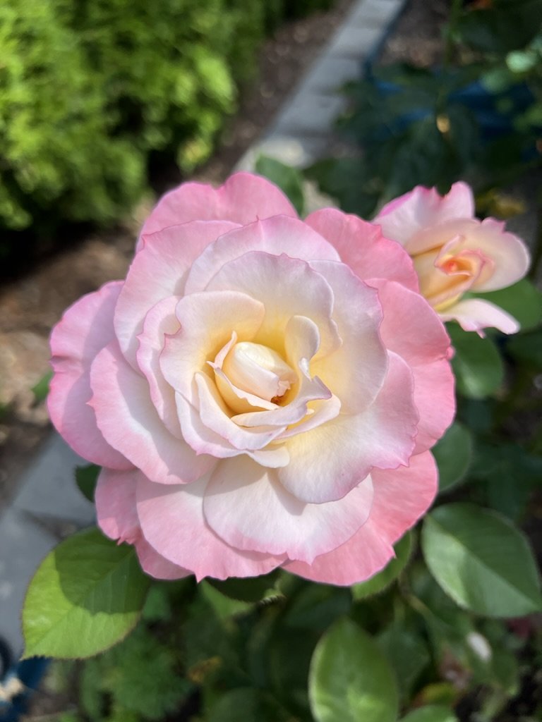Secret (hybrid tea - 1994)