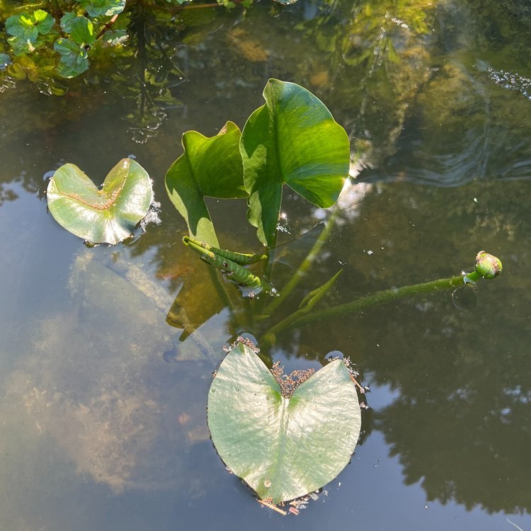 Yellow Water Lily (Nuphar lutea ssp. polysepala)