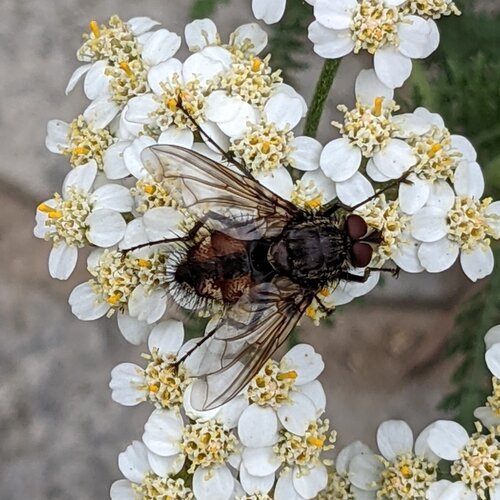Bristle Fly