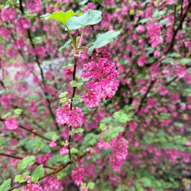Red-flowering Currant (Ribes sanguineum)
